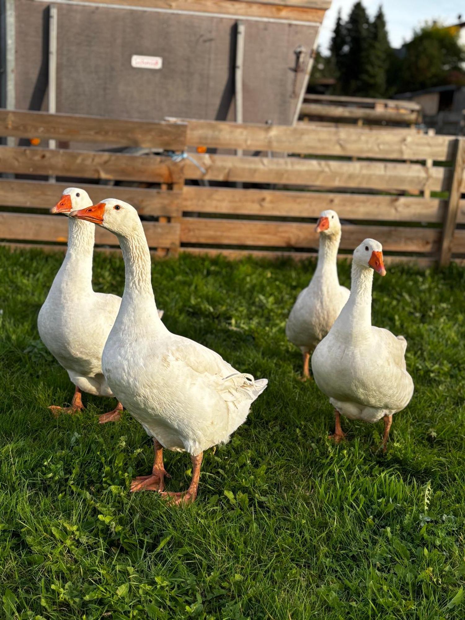 Ferienwohnung Peters Hünfeld Esterno foto